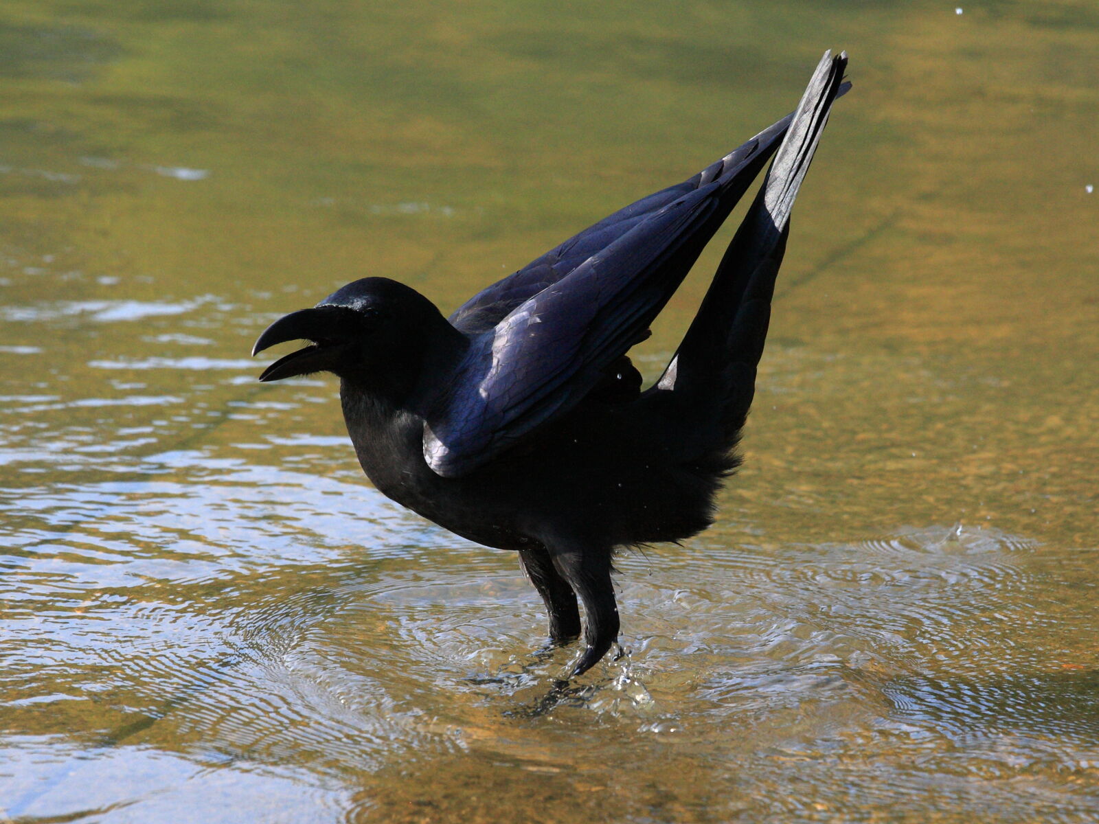 Canon EOS-1D Mark III + Canon EF 70-200mm F4L IS USM sample photo. Bird, black, crow, pond photography