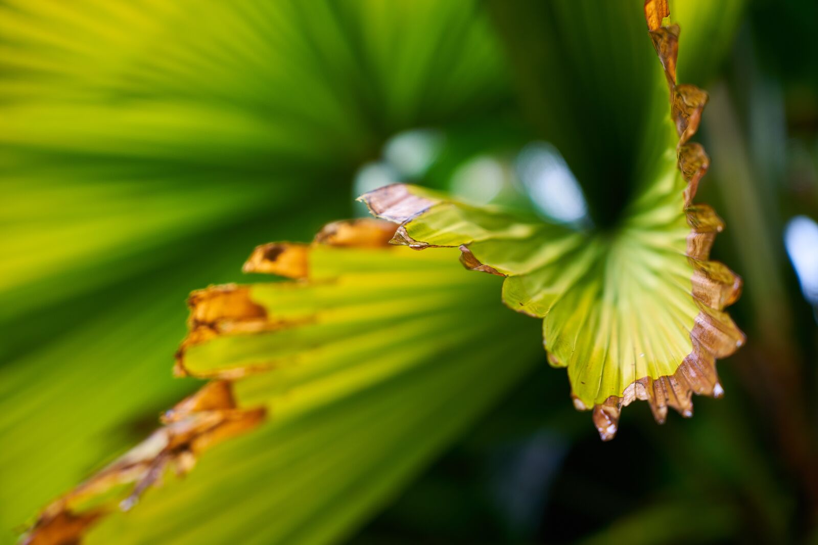 Sony a7R II sample photo. Leaves, green, palm photography