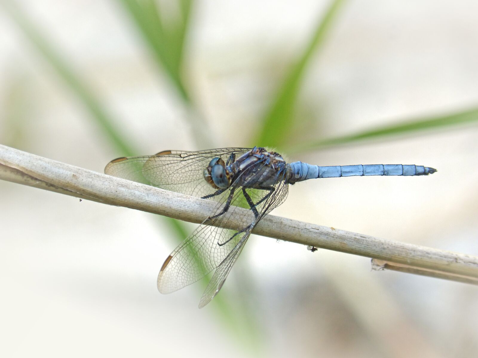 Panasonic DMC-FZ62 sample photo. Blue dragonfly, winged insect photography