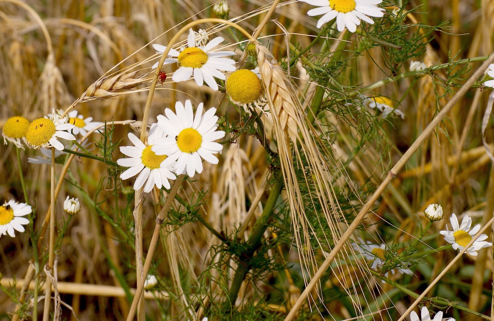 Sony Alpha DSLR-A350 sample photo. Flora, summer, blossom photography