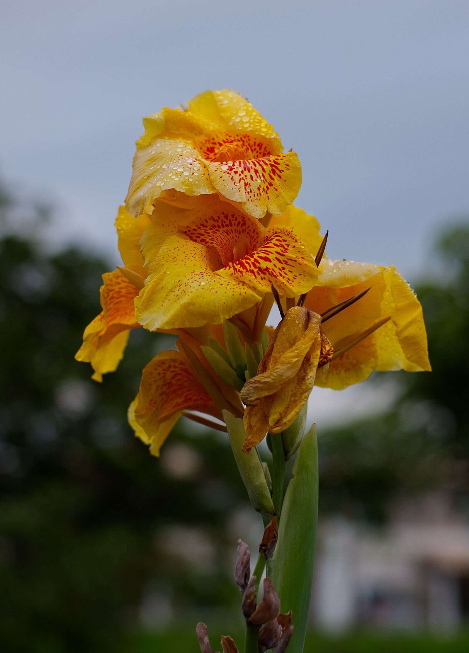 Nikon D5600 sample photo. Flower, yellow, nature photography