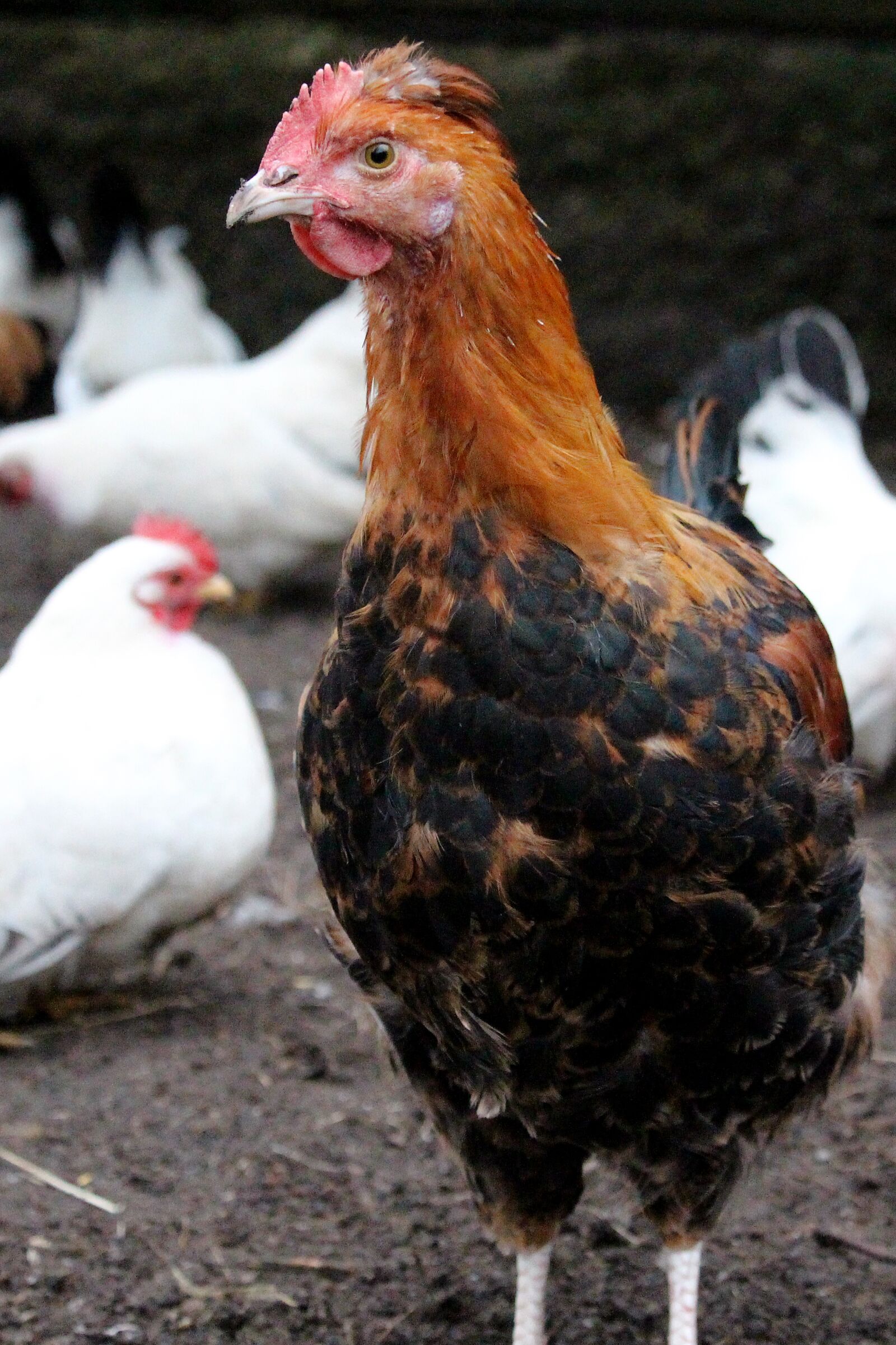 Canon EF-S 55-250mm F4-5.6 IS STM sample photo. Poultry, bird, hen photography