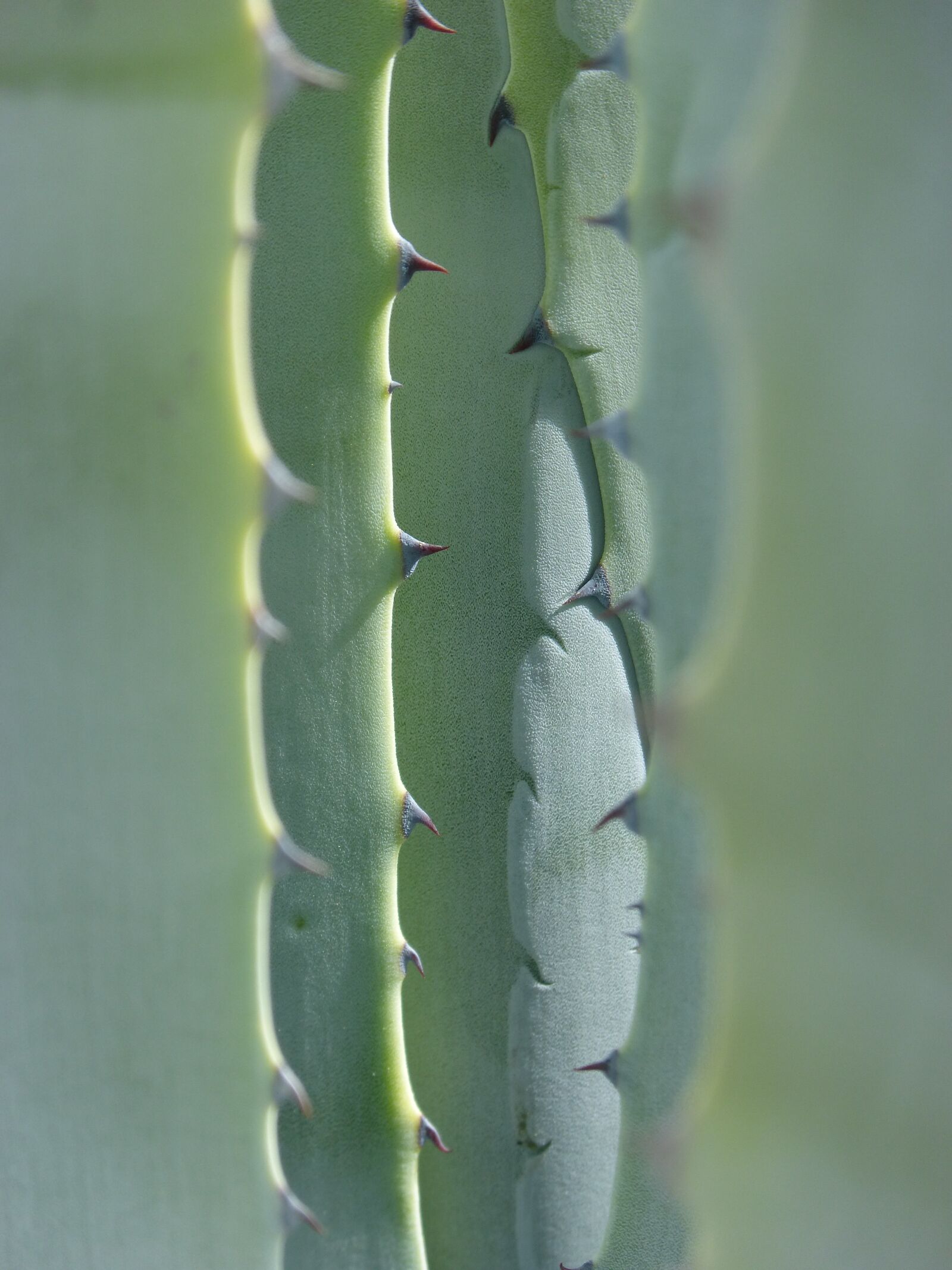 Panasonic DMC-FZ62 sample photo. Agave, leaves, texture photography