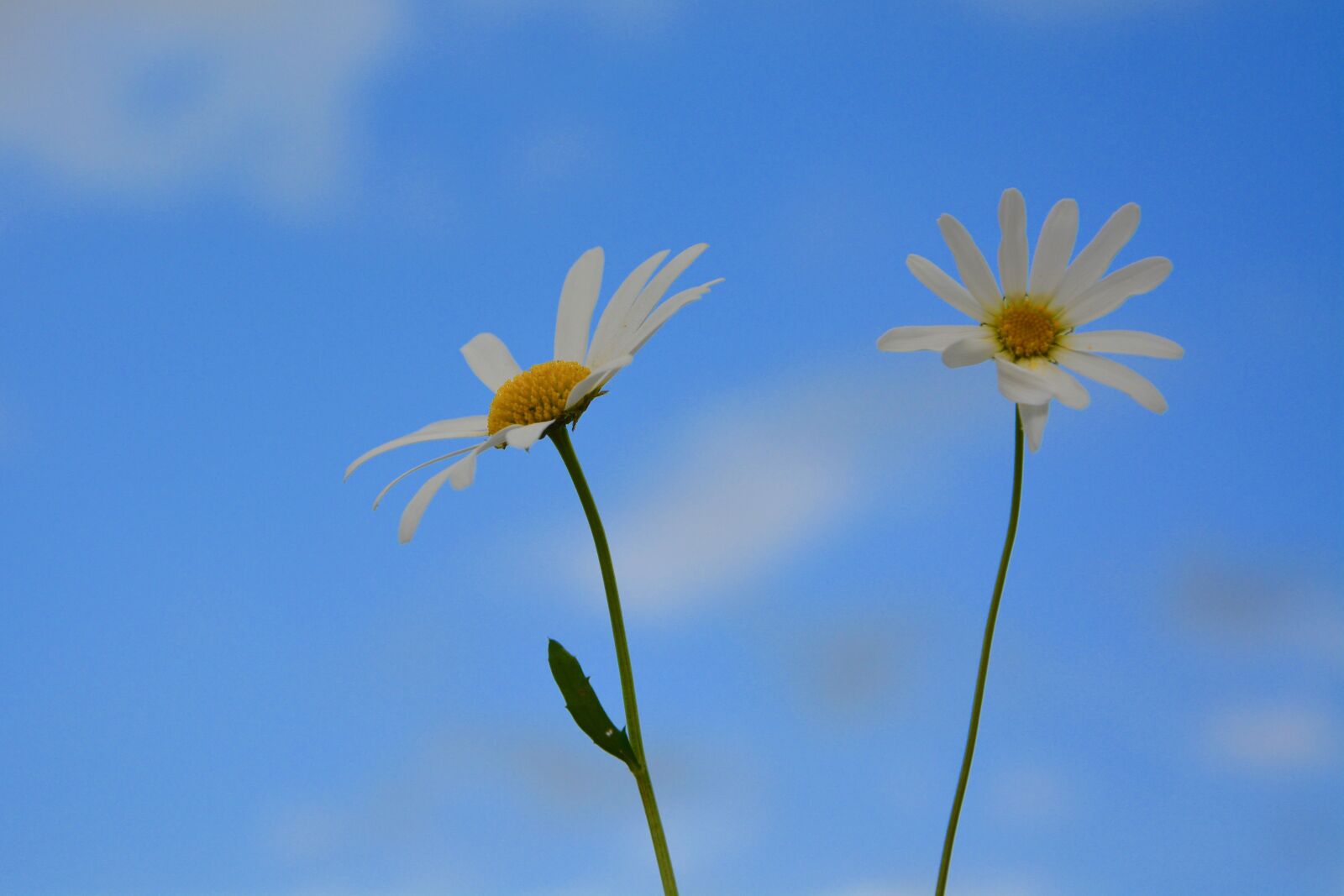 Nikon D5200 sample photo. Flowers, daisies, nature photography