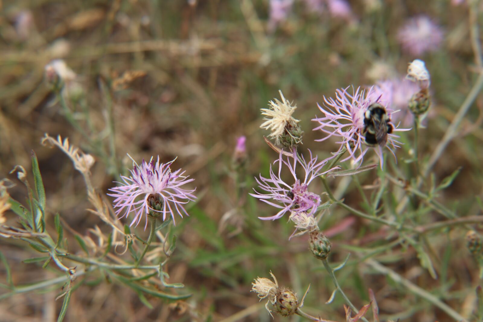 Canon EOS 80D sample photo. Flowers, wildflowers, bumblebee photography