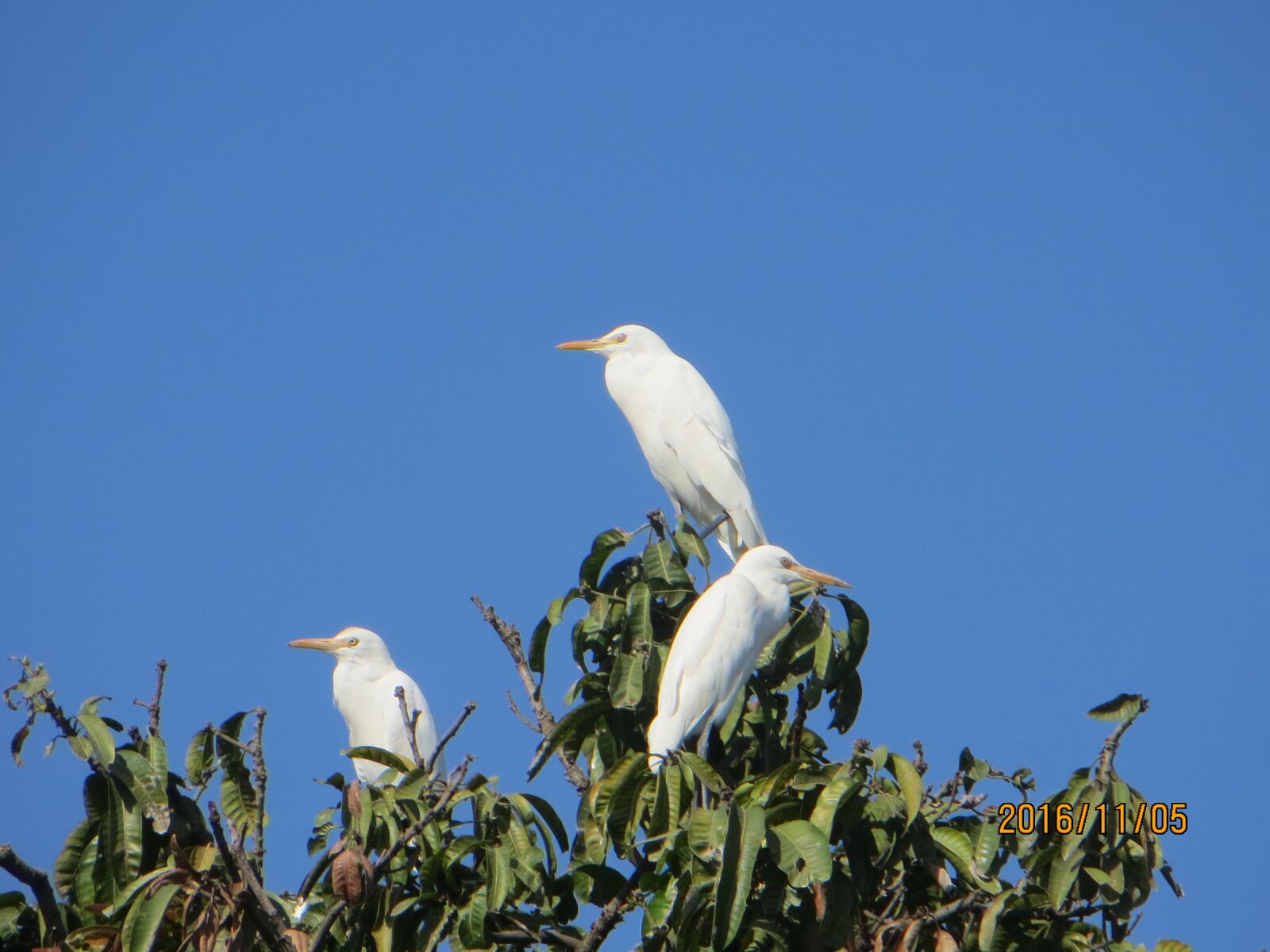 Canon PowerShot SX260 HS sample photo. Birds at tree, hd photography