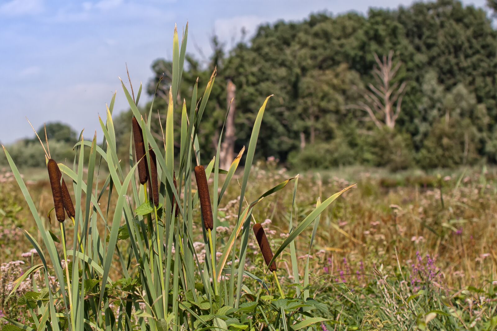 Canon EOS 50D sample photo. Reed, lake, pond photography
