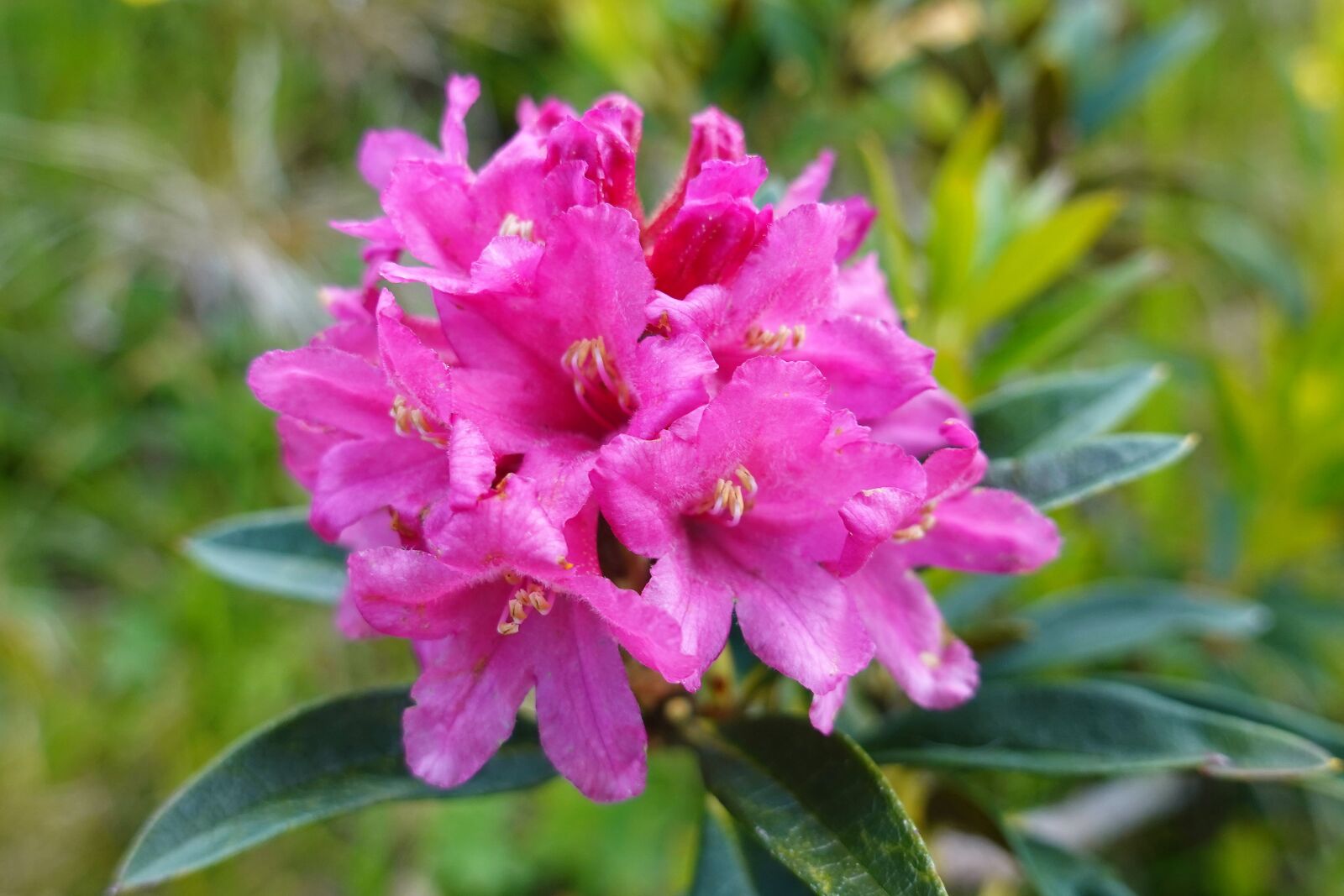 Sony DSC-RX100M7 sample photo. Alpine rose, nature, alpine photography