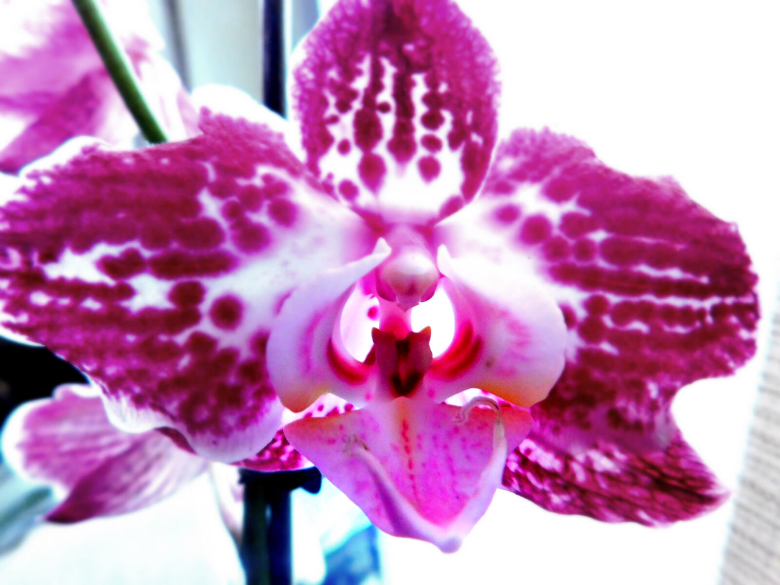Nikon Coolpix L840 sample photo. Flower photography