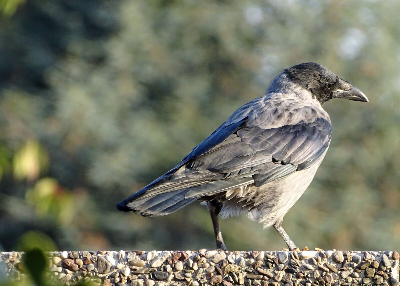 Sony Cyber-shot DSC-HX400V sample photo. Hooded crow, carrion crow photography