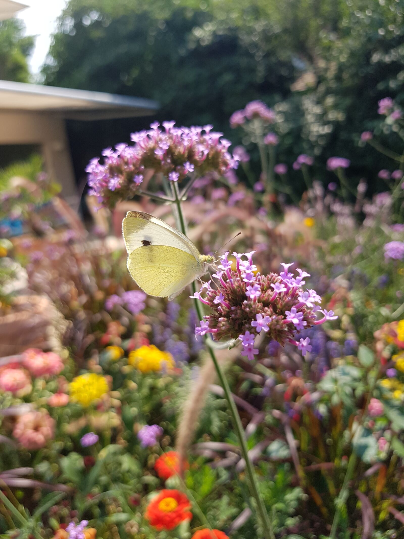 Samsung Galaxy S7 sample photo. Butterfly, nature, insect photography