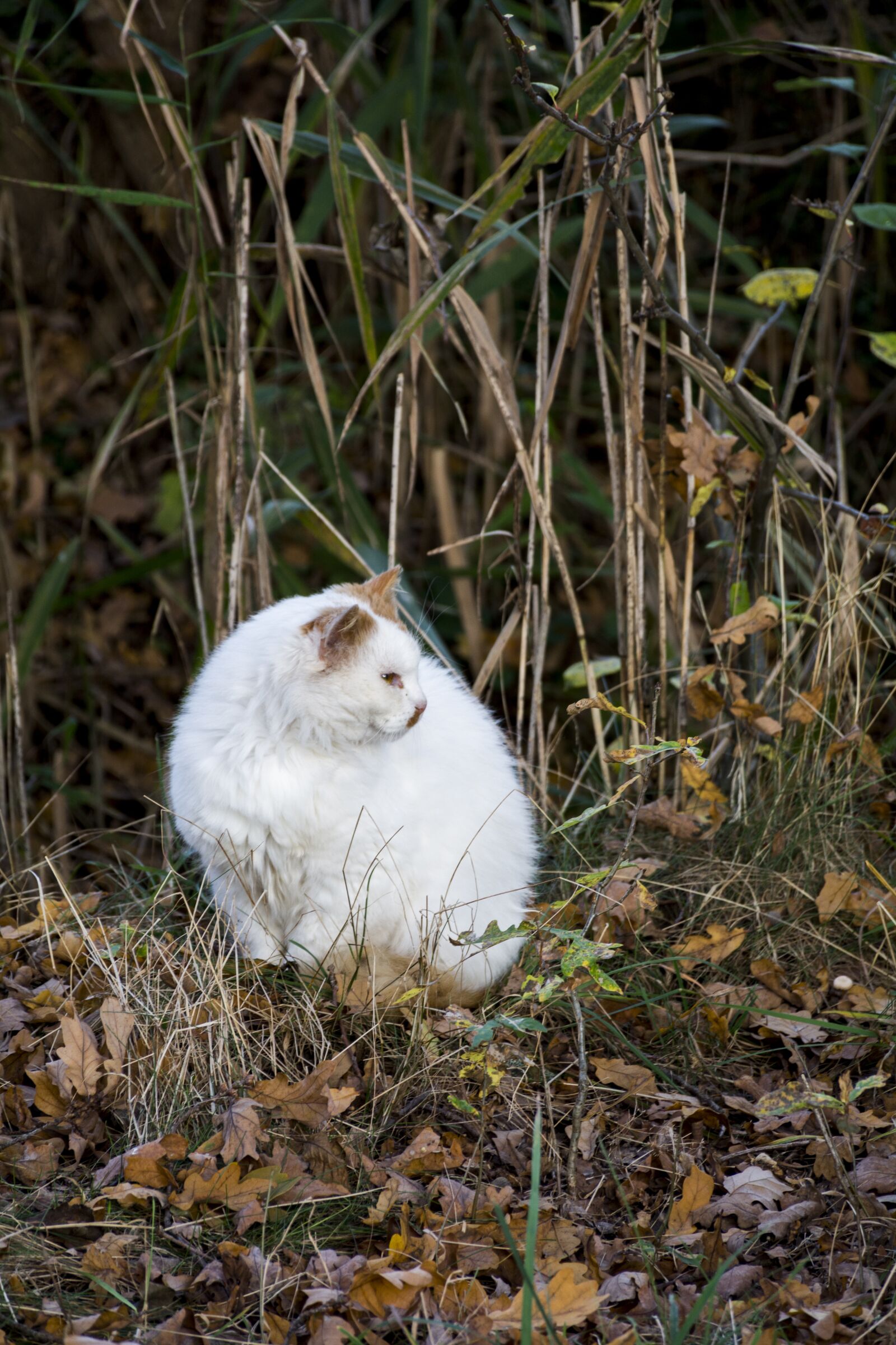 Nikon D7100 sample photo. Cat, wild, grumpy photography