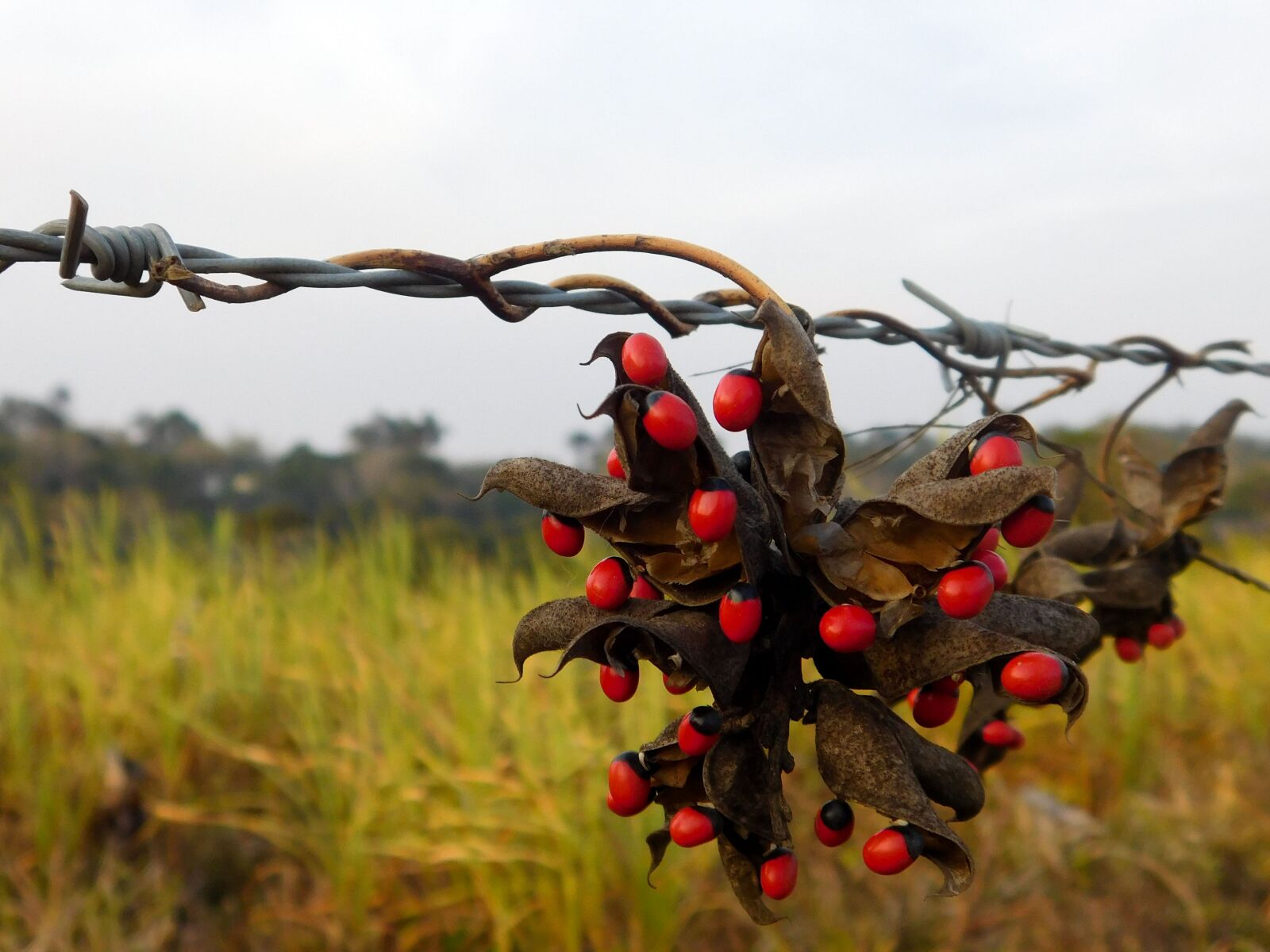 Nikon Coolpix L840 sample photo. Seeds, red, black photography