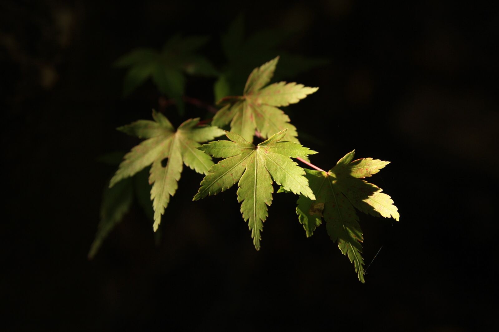 Canon EOS 40D sample photo. Autumn leaves, sunshine, nature photography
