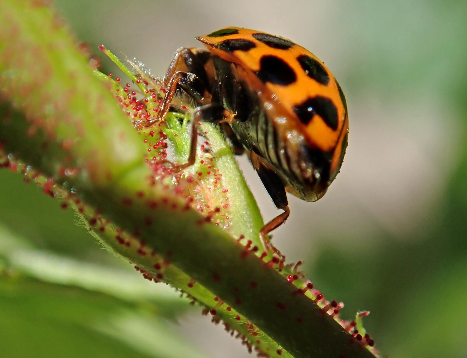 Olympus TG-5 sample photo. Ladybird, insect, leaf photography