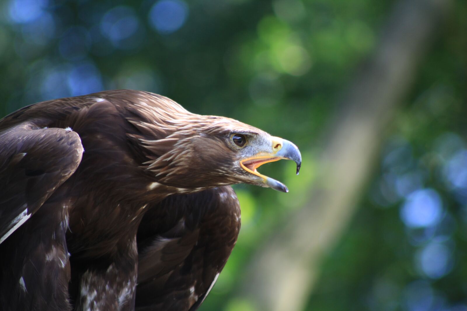 Canon EF 75-300mm f/4-5.6 sample photo. Adler, raptor, air photography