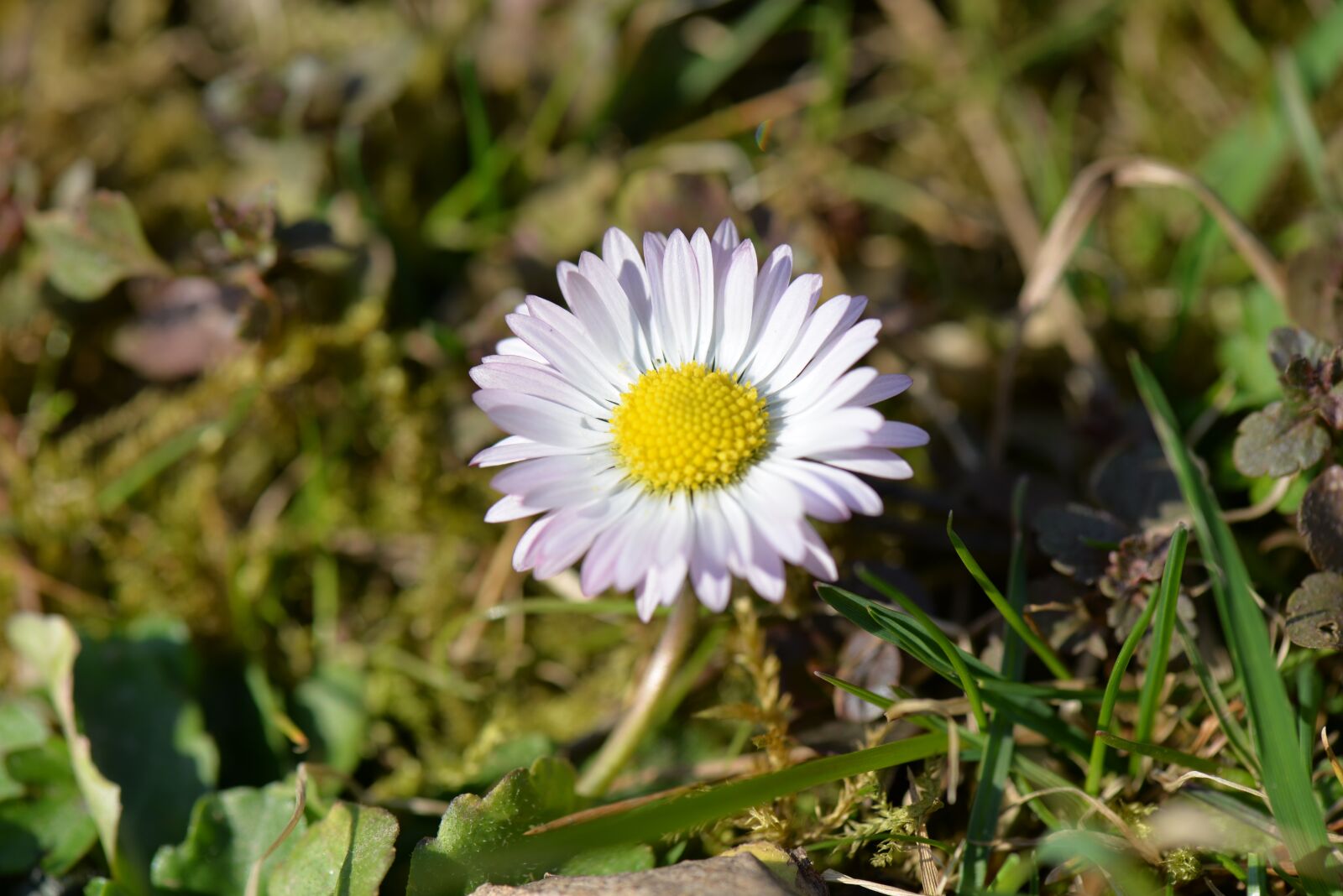Nikon D610 sample photo. Daisy, meadow, wildflowers photography