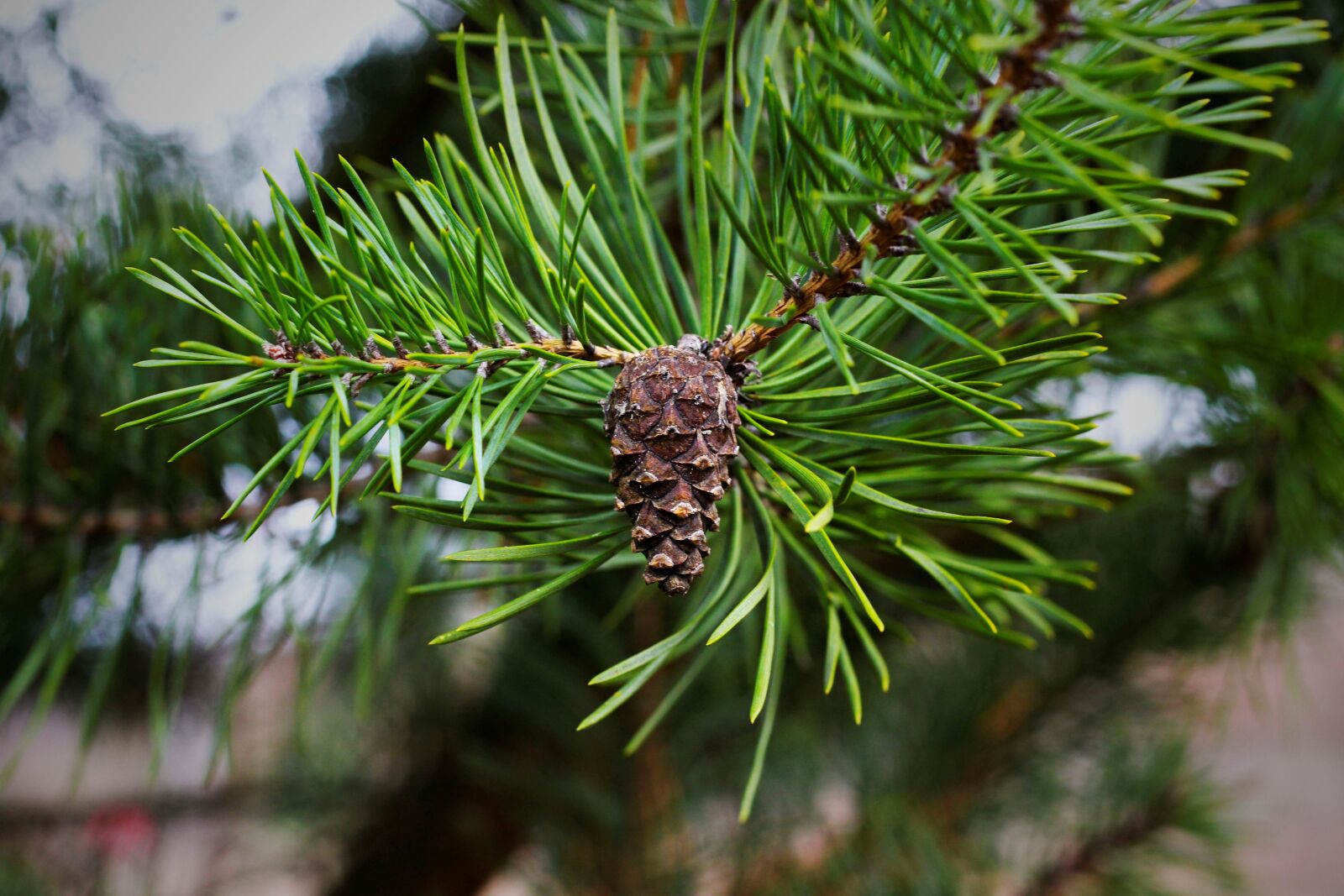 Canon EOS 700D (EOS Rebel T5i / EOS Kiss X7i) + Canon EF 50mm F1.8 STM sample photo. Pine cones, pine needles photography