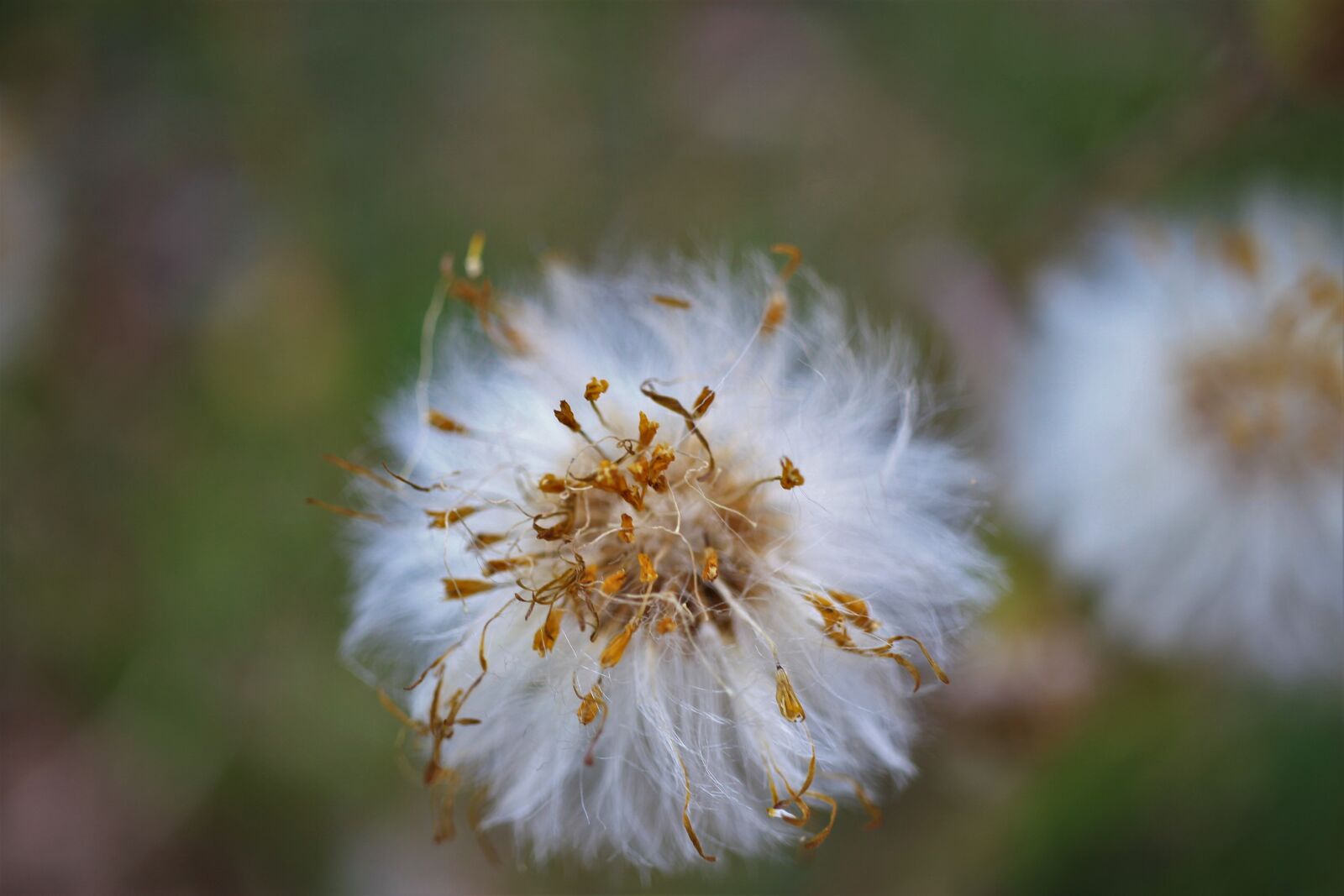Canon EOS 7D sample photo. Blossom, bloom, pollen photography