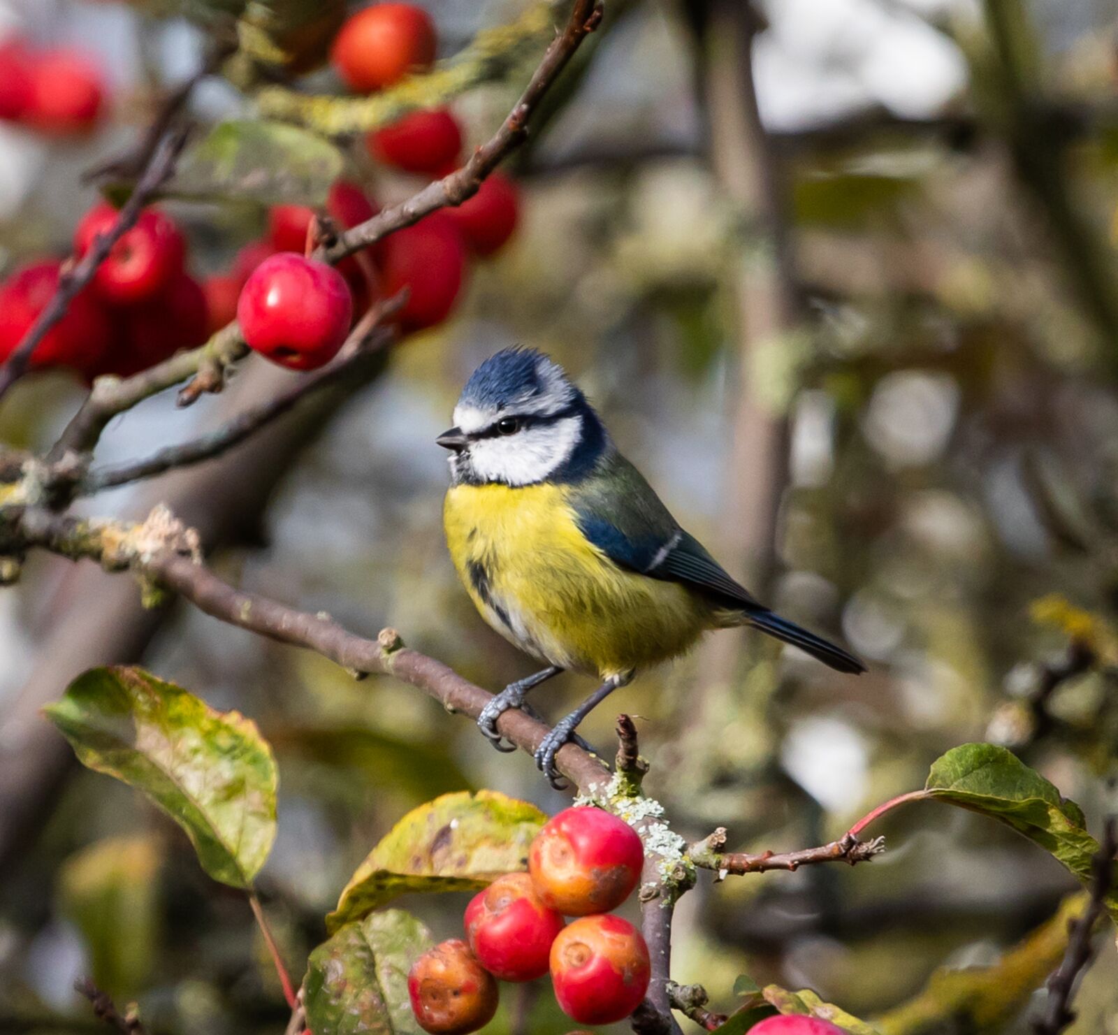 Canon EF 70-200mm F4L USM sample photo. Blue tit, feeding tit photography