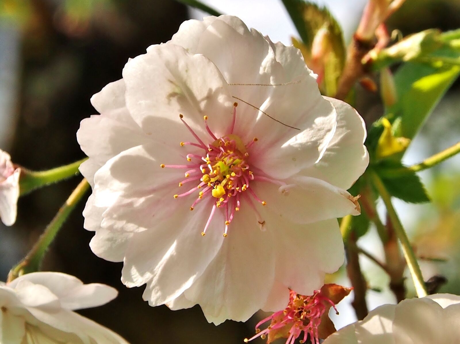 Olympus OM-D E-M5 sample photo. Blossom, bloom, cherry blossom photography