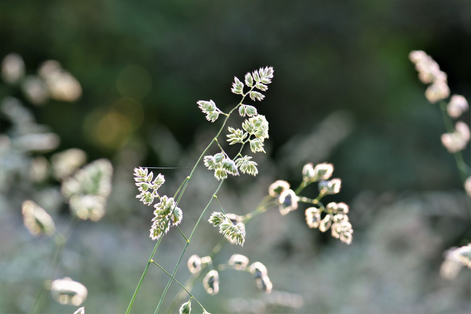 Nikon D5500 sample photo. Grass, meadow, green photography