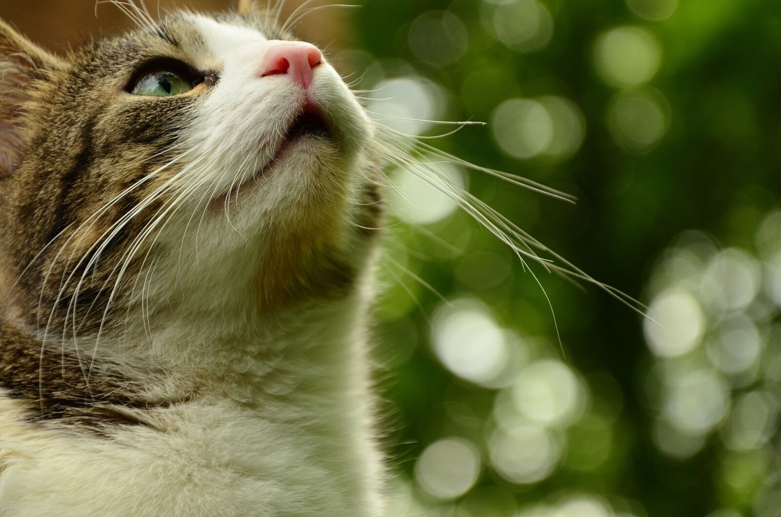Nikon D5100 sample photo. Cat, cat face, cat photography