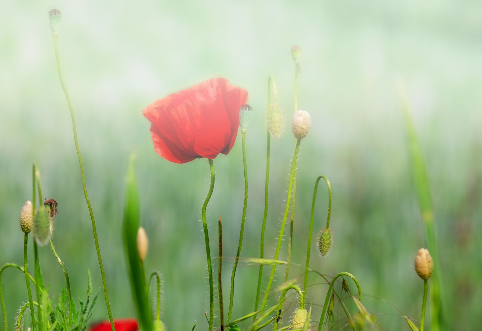 Fujifilm XF 55-200mm F3.5-4.8 R LM OIS sample photo. Klatschmohn, poppy, flower photography