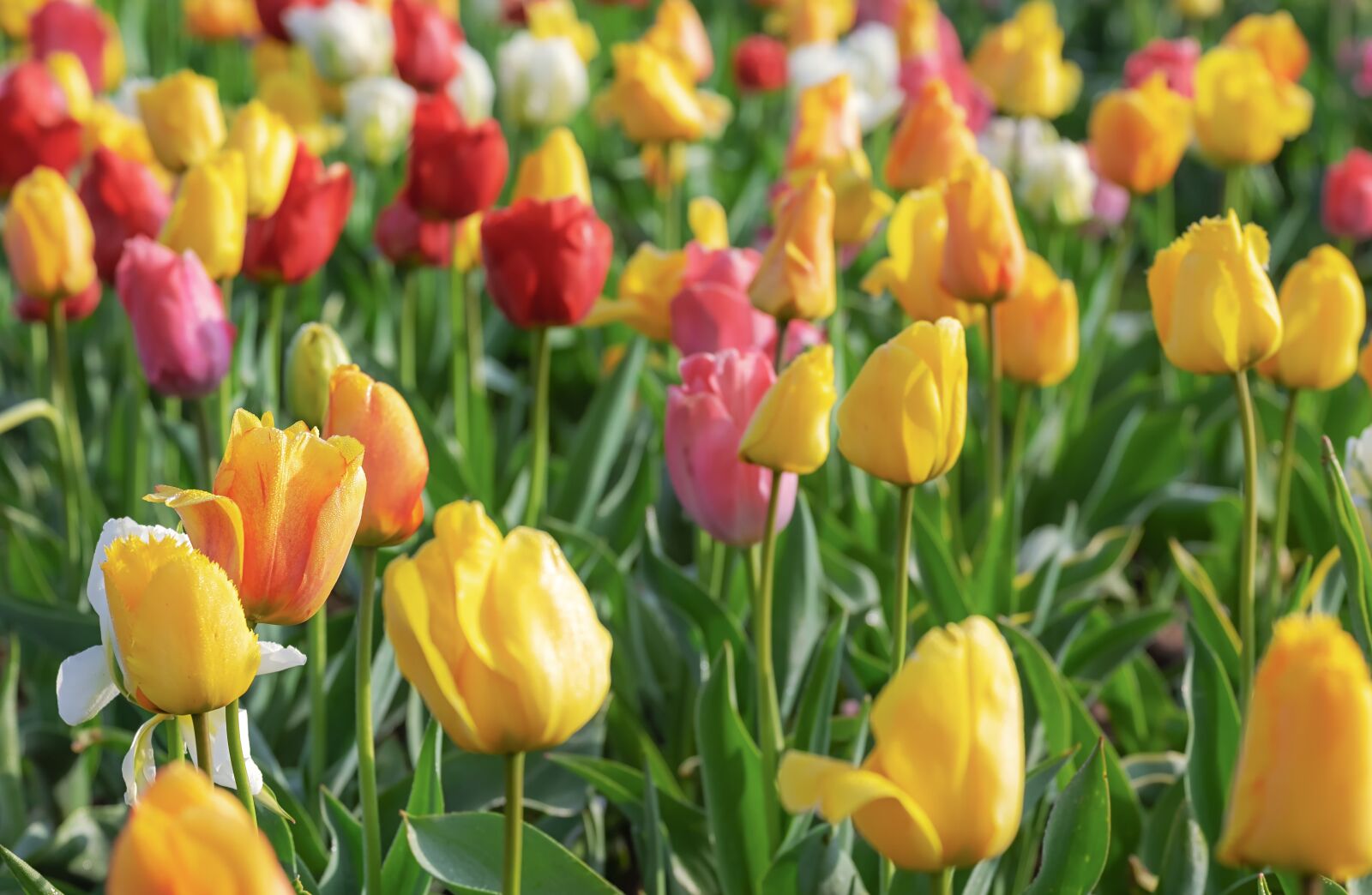 Fujifilm X-T10 sample photo. Tulips, colorful, flowers photography