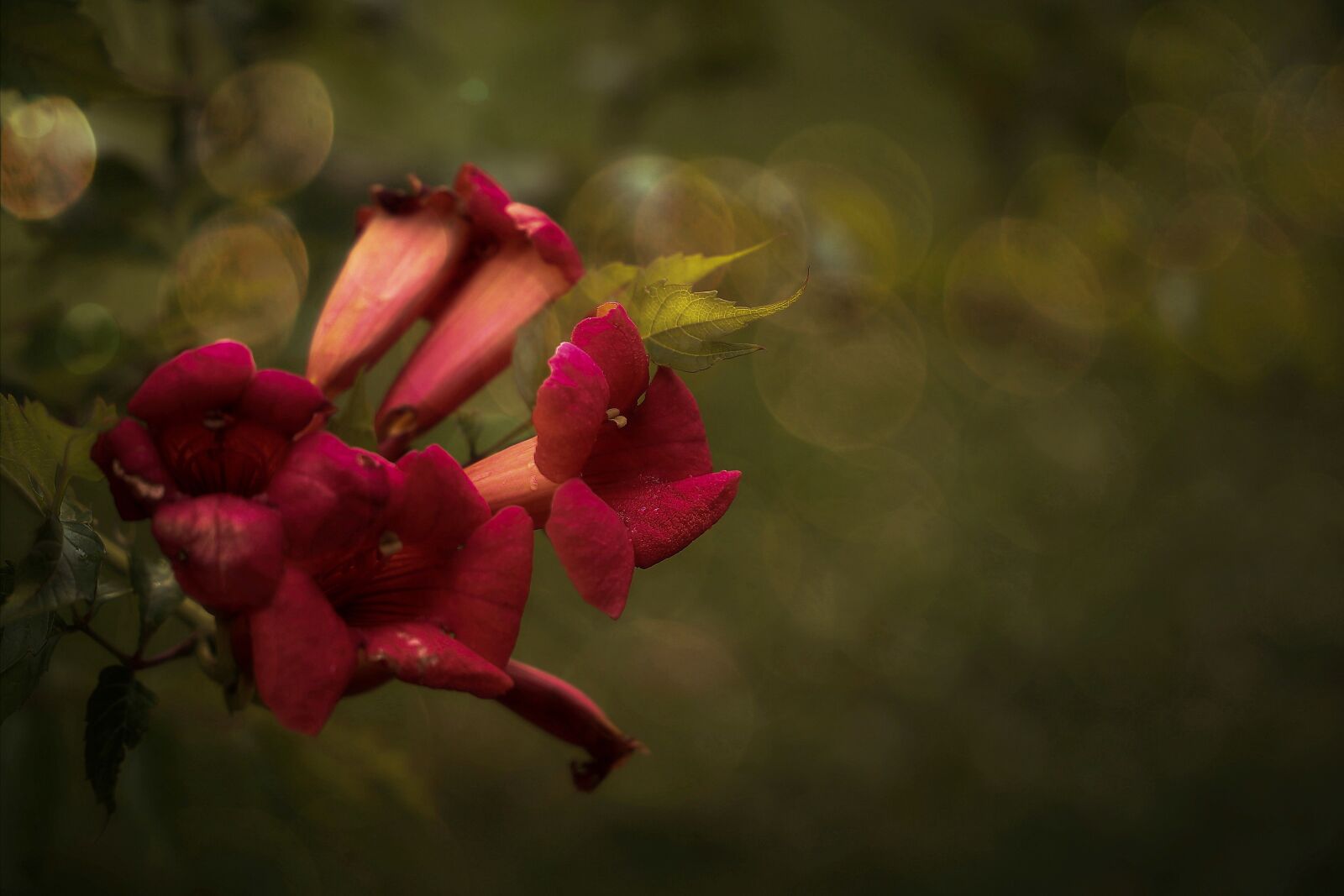 Canon EF 24-105mm F3.5-5.6 IS STM sample photo. Red, summer, plant photography