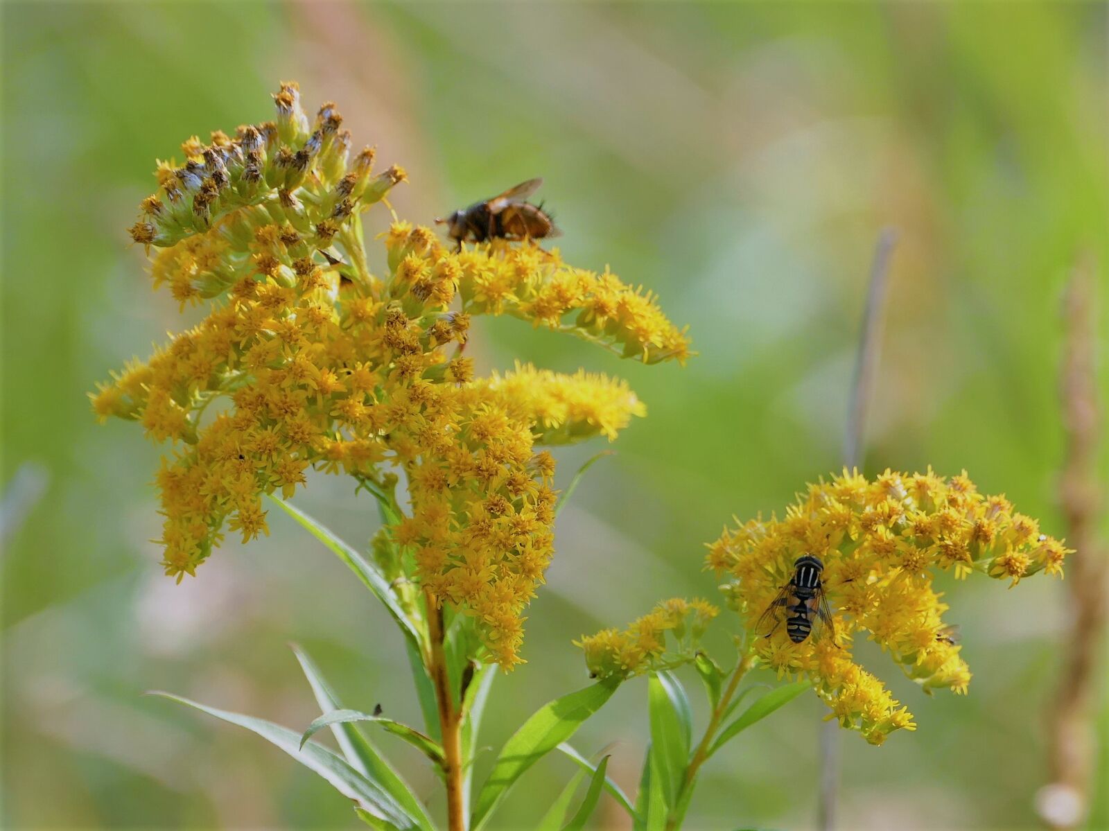 Panasonic Lumix DMC-FZ1000 sample photo. Insect, yellow flower, nature photography