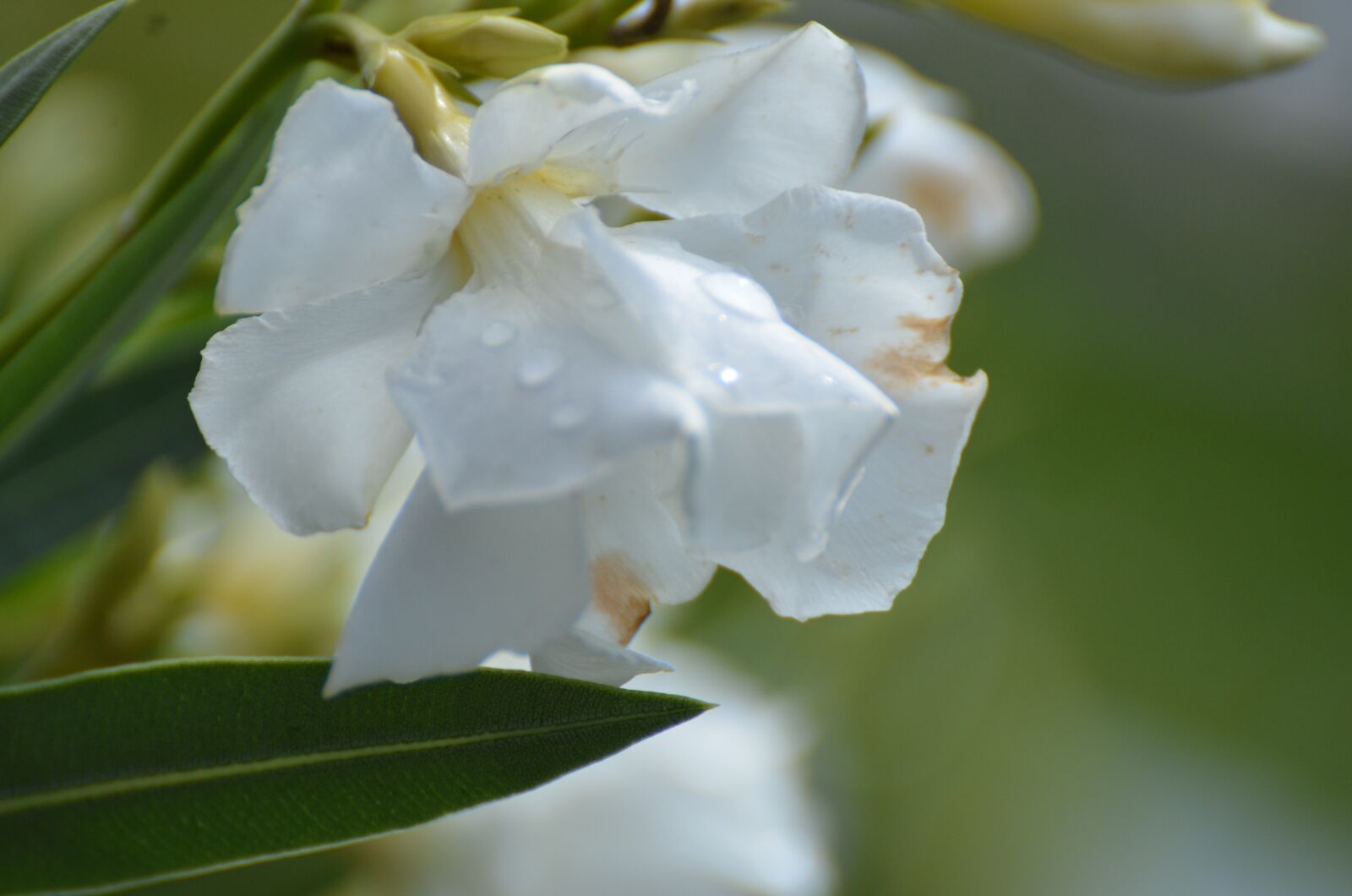 Nikon D7000 sample photo. White, blossom, bloom photography