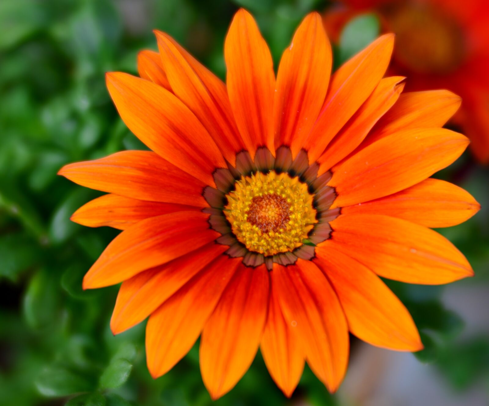 Nikon D600 sample photo. Gazania, flower, orange photography