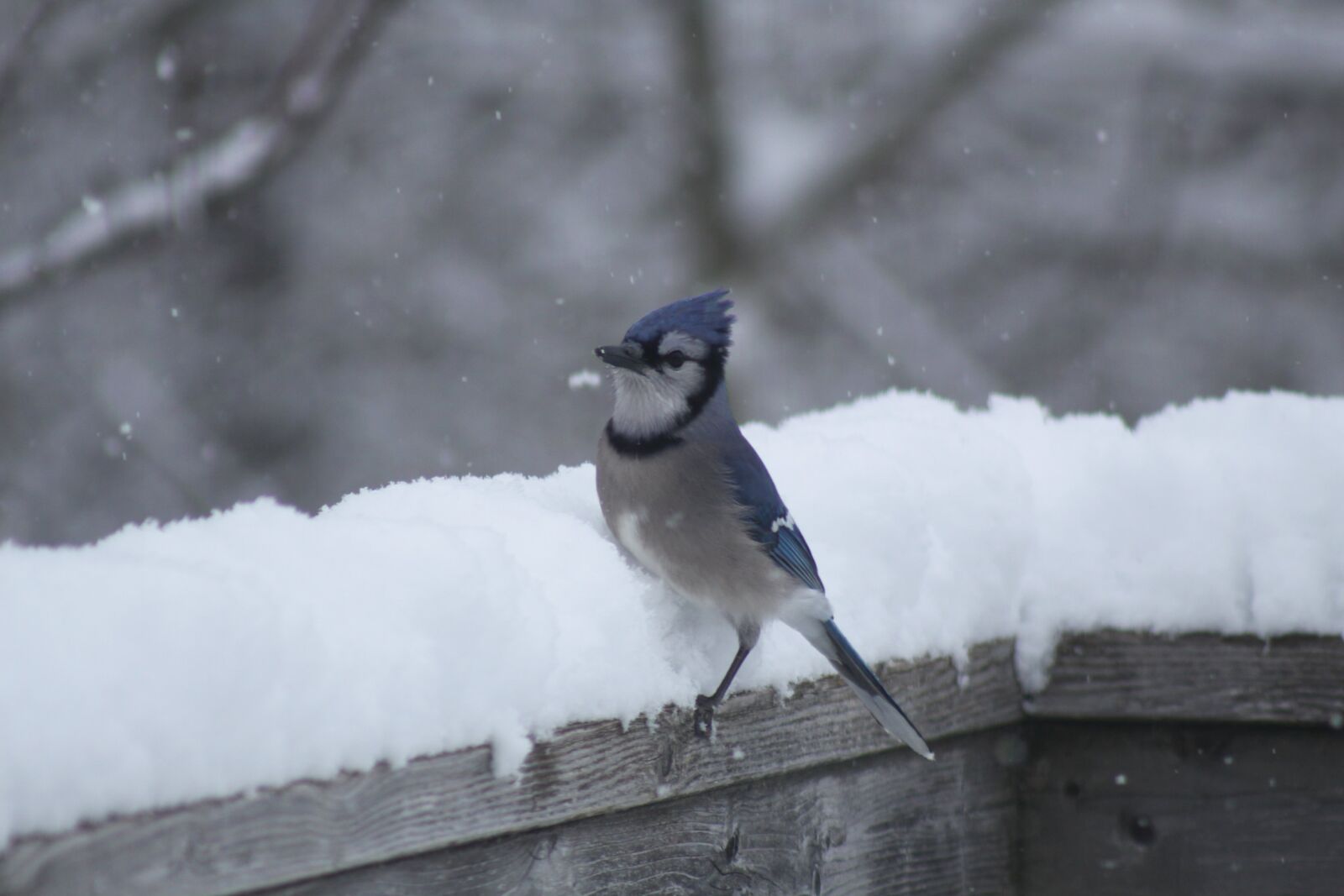 Canon EOS 50D sample photo. Blue jay, snow, railing photography