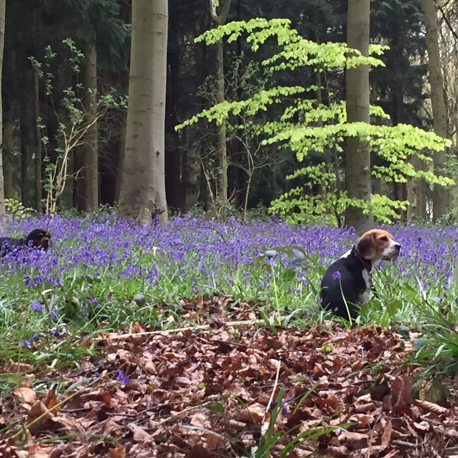 Apple iPhone 6 sample photo. Beagle, bluebells, cute, dog photography