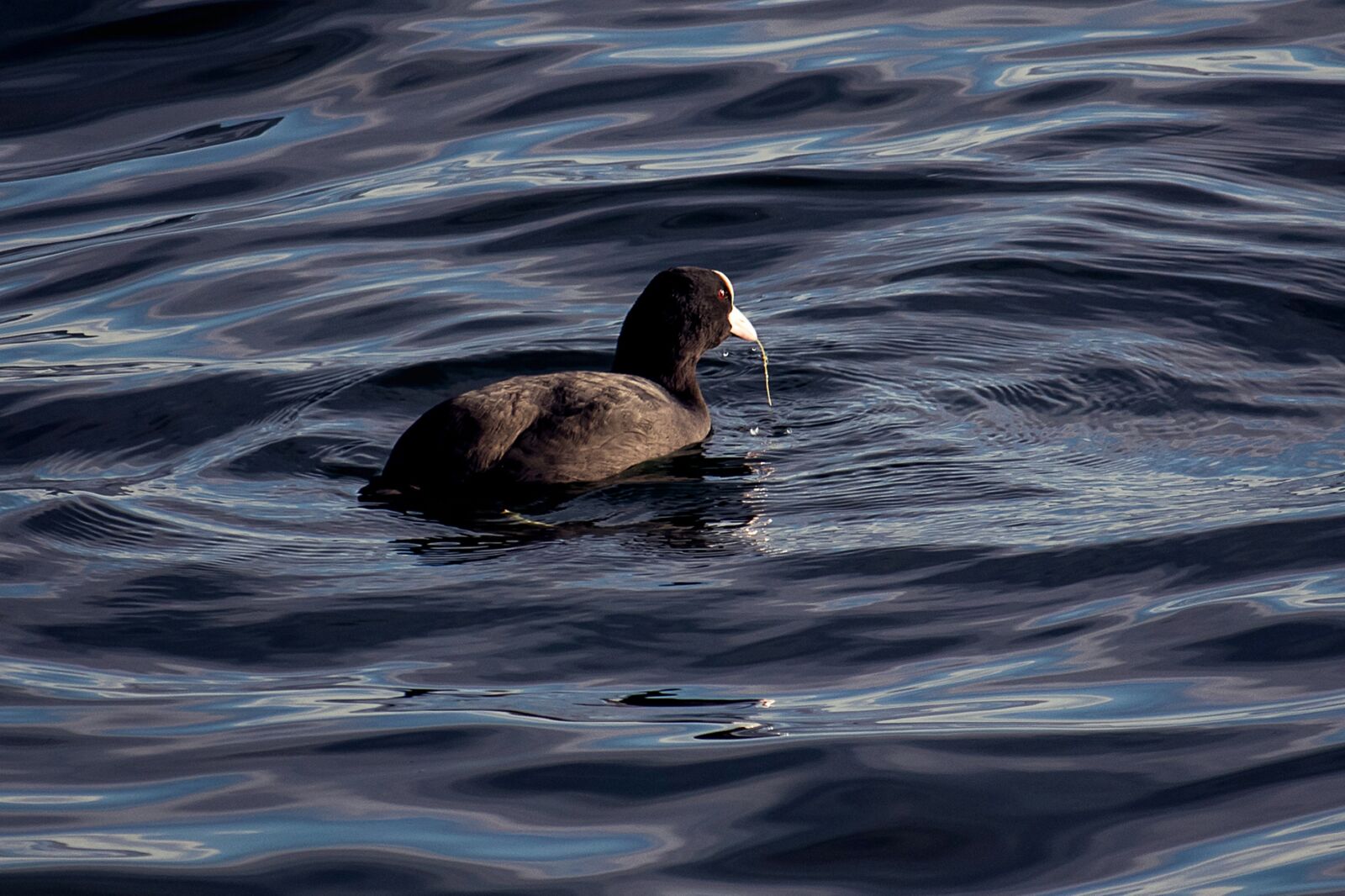 Canon EF-S 55-250mm F4-5.6 IS STM sample photo. Coot, chicken, bird photography