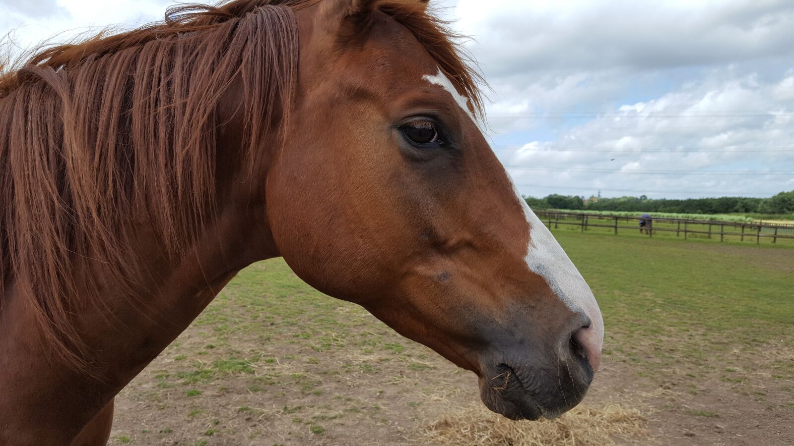 Samsung Galaxy S6 sample photo. Horse, brown, field photography