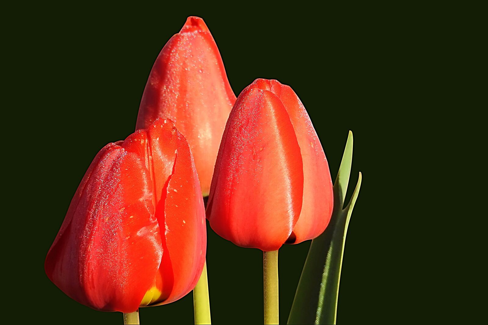 Nikon Coolpix P900 sample photo. Tulips, red, spring photography