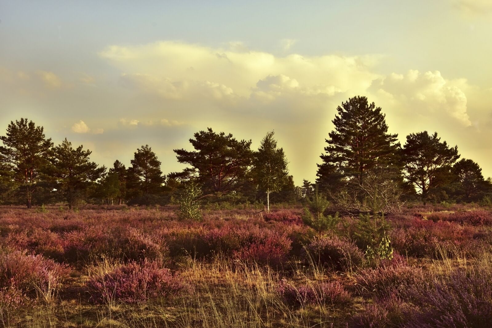 Nikon D5600 sample photo. Heide, heathland, erika photography