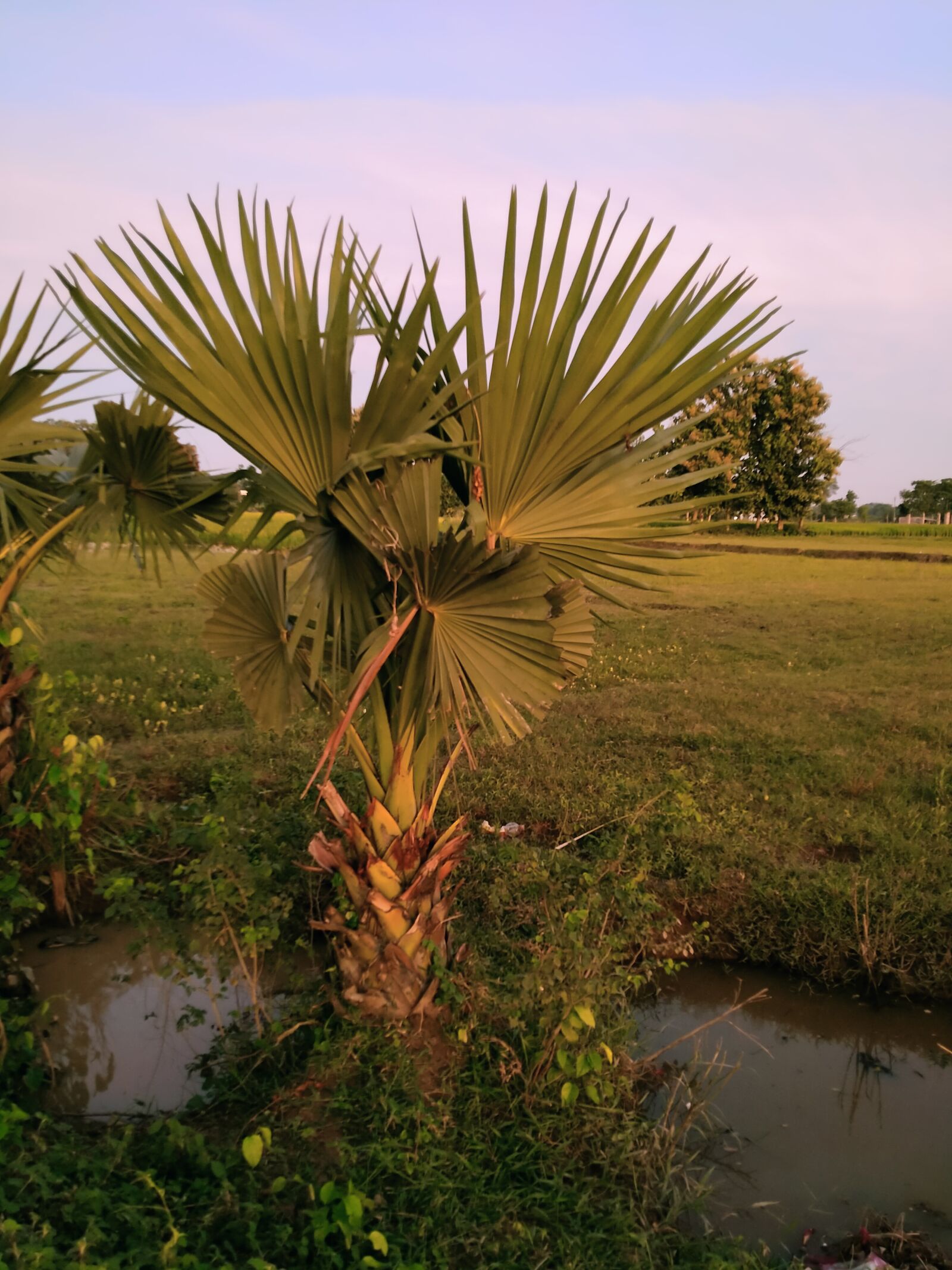 Realme 5I sample photo. Palm tree, tree, tad photography