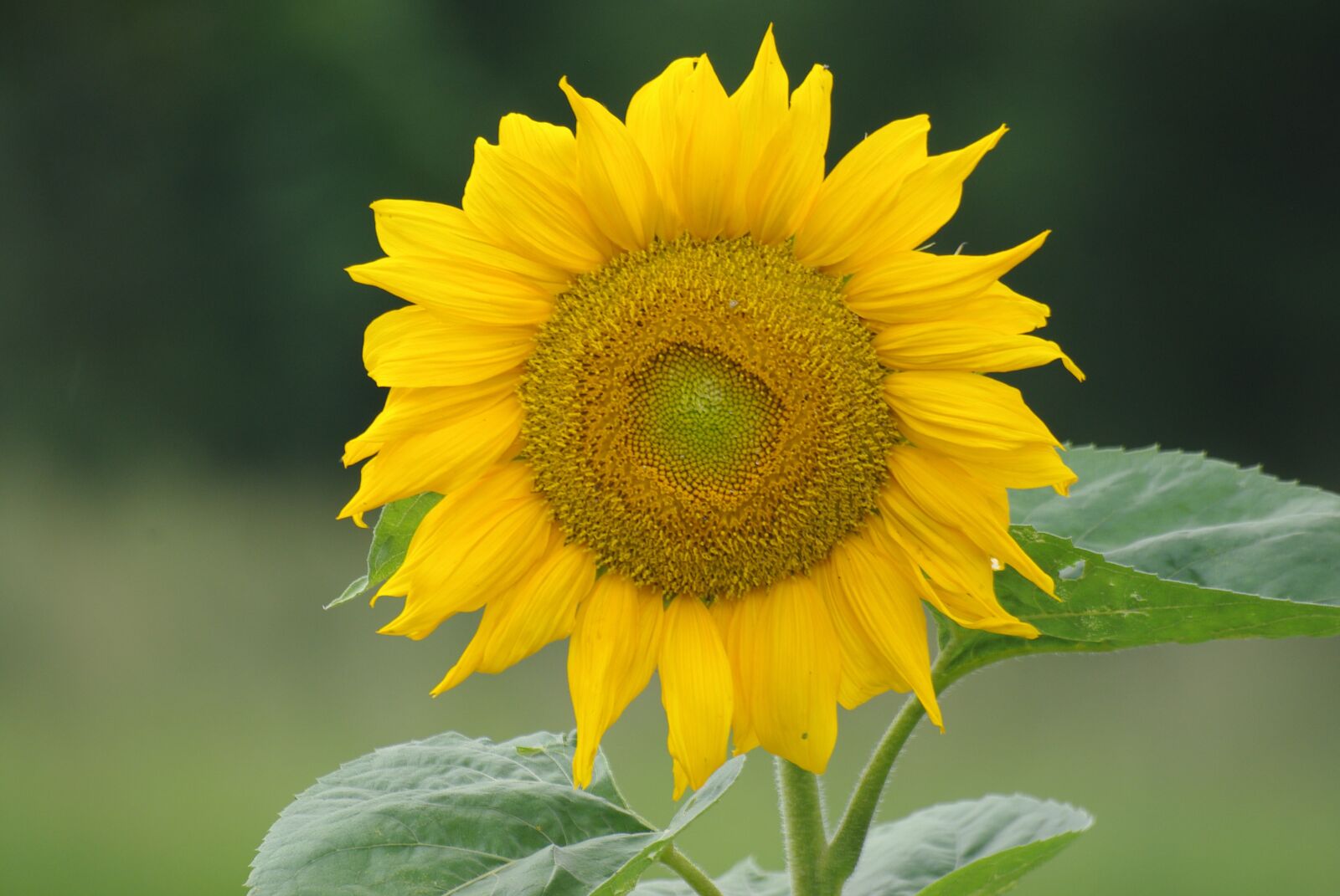 Pentax K200D sample photo. Sunflower, flower, yellow flower photography