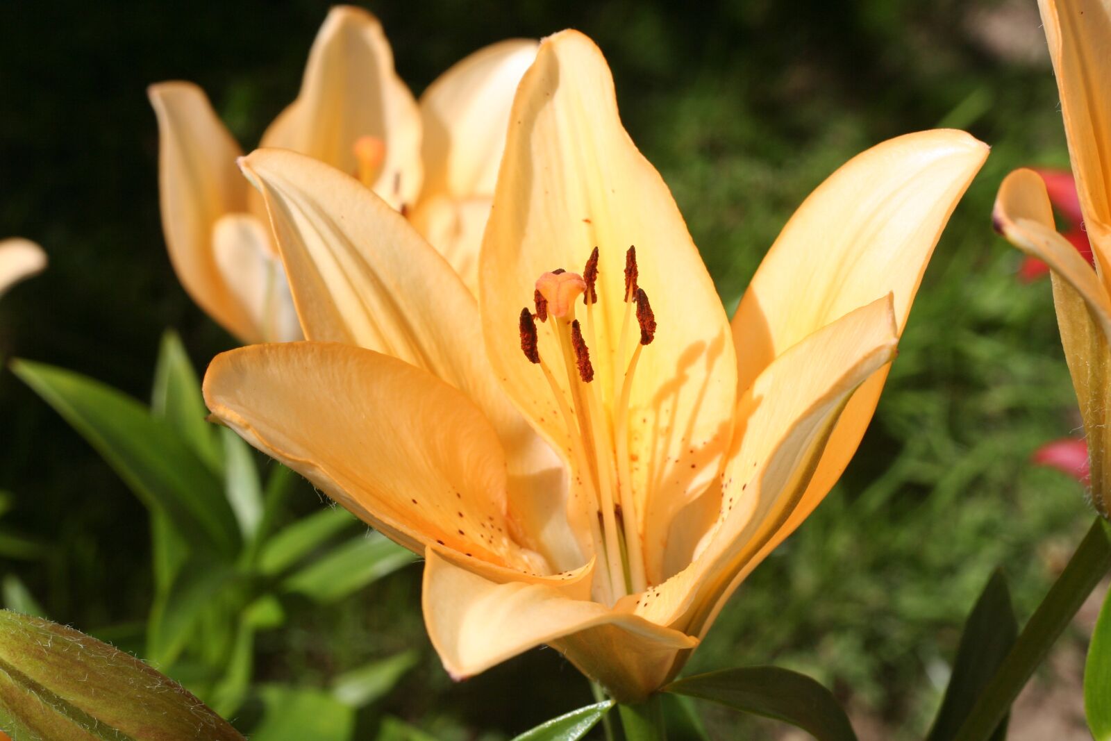 Canon EOS 350D (EOS Digital Rebel XT / EOS Kiss Digital N) sample photo. Flowers, lily, flower photography