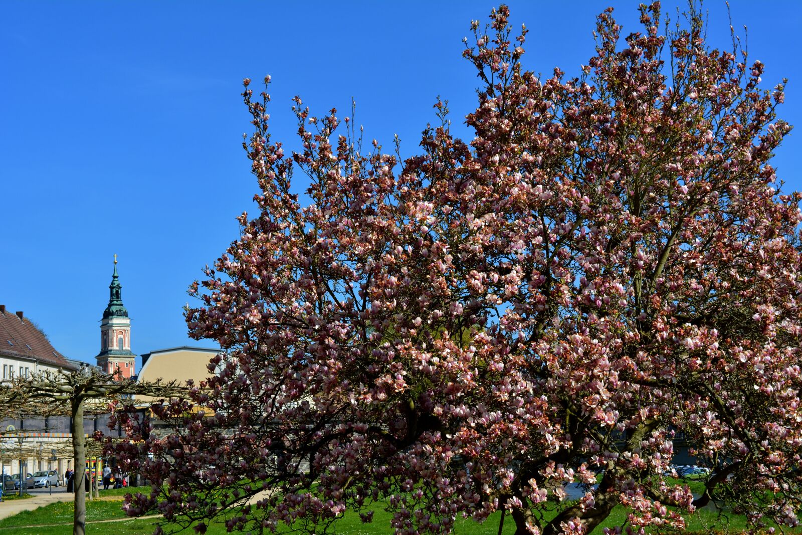 Nikon D5200 sample photo. Tree, nature, park photography