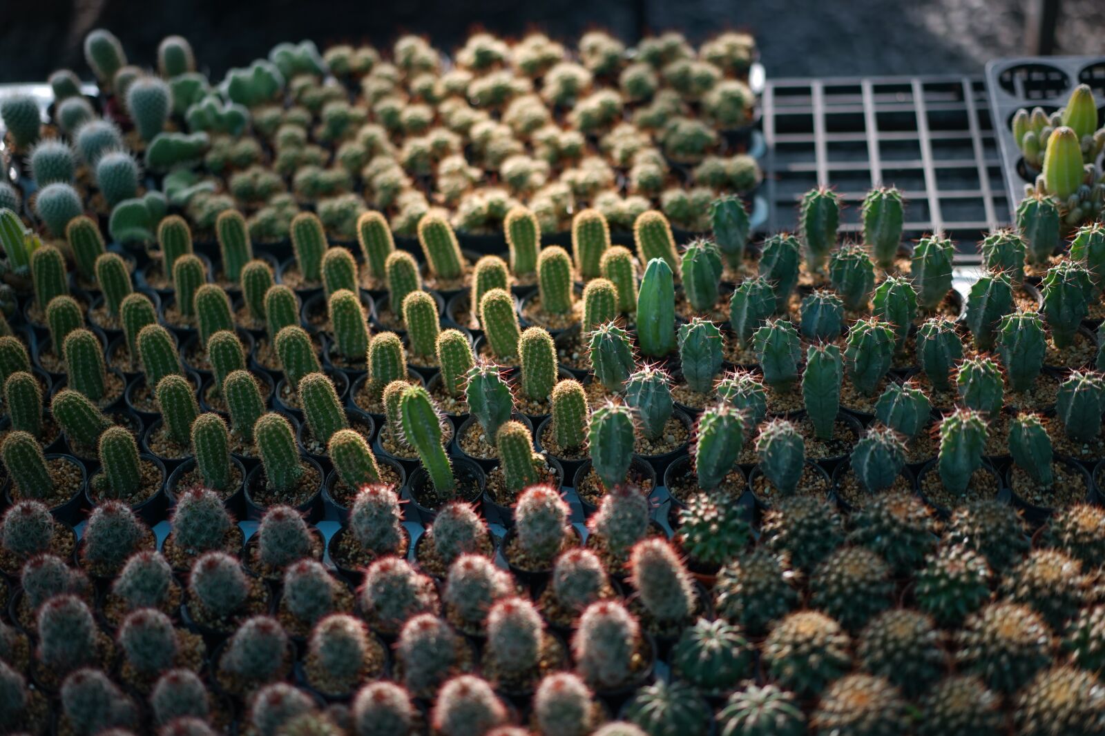 Sony a7 + Sony Sonnar T* FE 55mm F1.8 ZA sample photo. Cactus, thailand, nature photography
