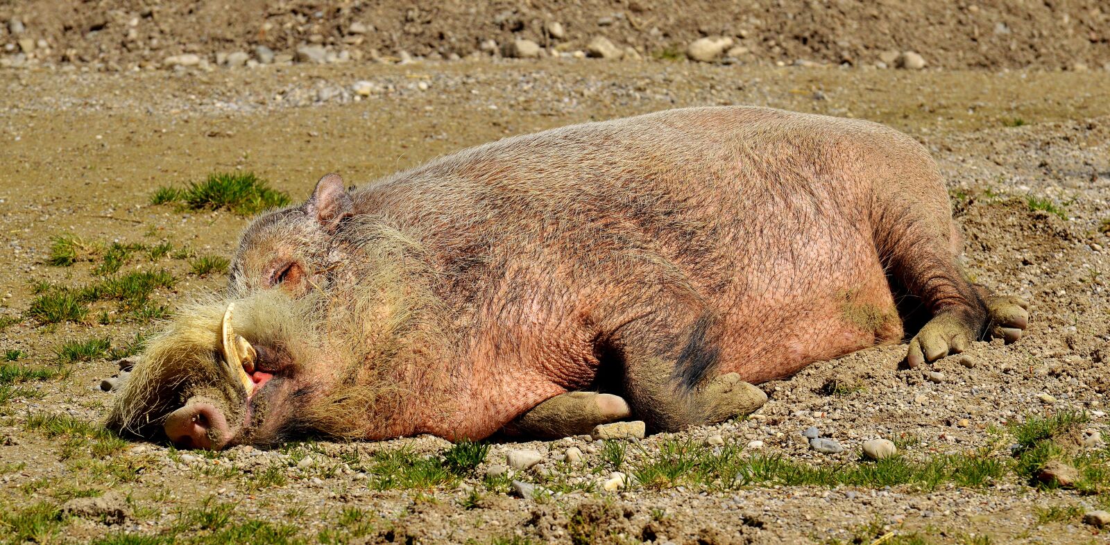 Nikon D3200 sample photo. Boar, sleep, relaxed photography
