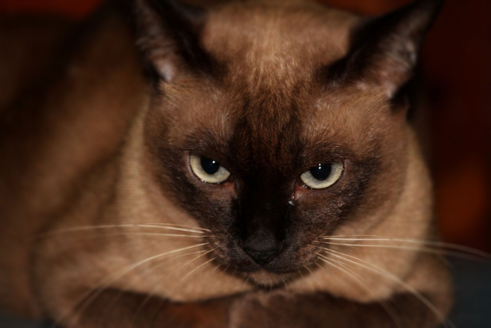 Canon EF-S 55-250mm F4-5.6 IS STM sample photo. Cat, gray, cute photography