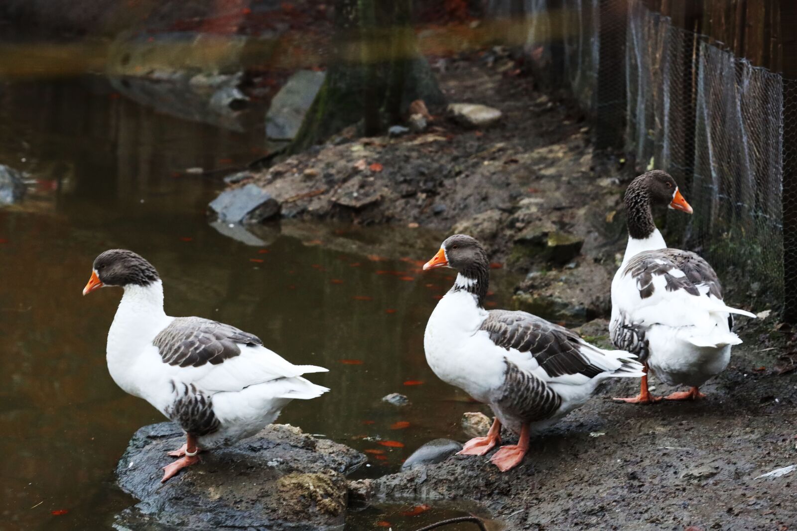 Canon EOS R + Canon EF 135mm F2L USM sample photo. Geese, birds, animals photography