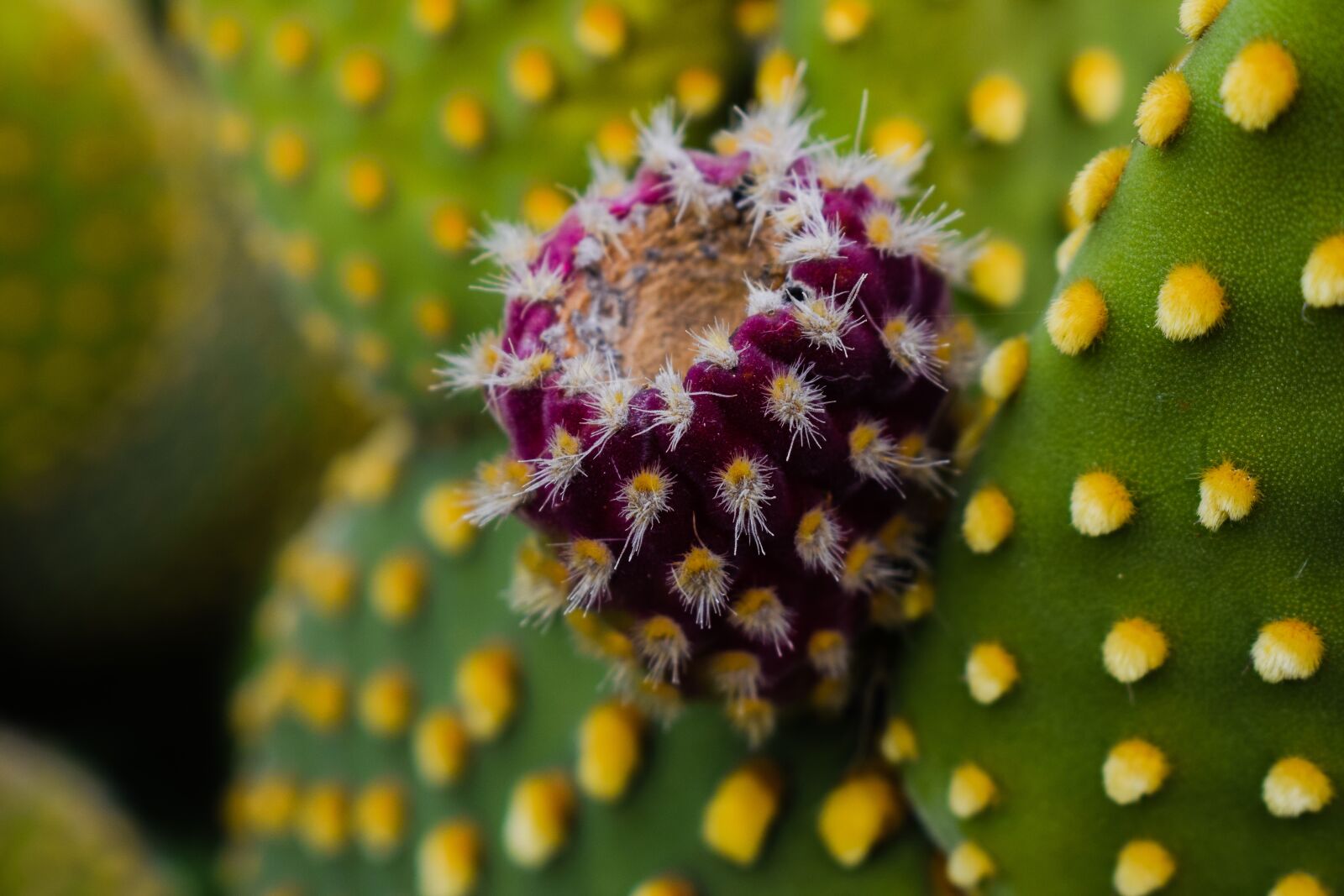 Nikon D3300 sample photo. Prickly pear, plant, cactus photography