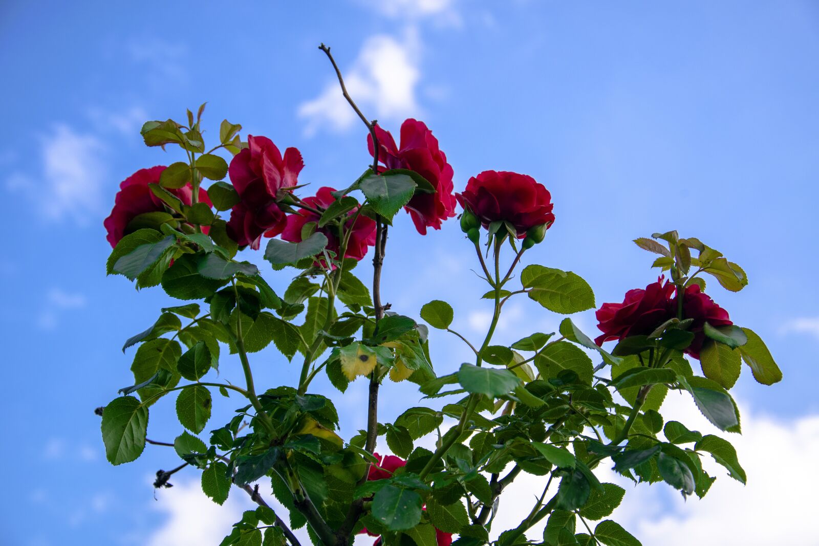 Nikon D5300 sample photo. Red rose, rose, flower photography