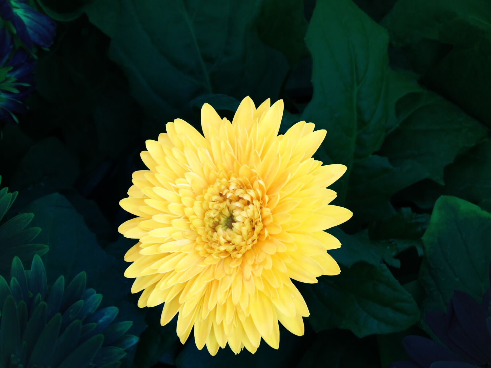 Canon PowerShot SX60 HS sample photo. Yellow, flower, yellow chamanti photography